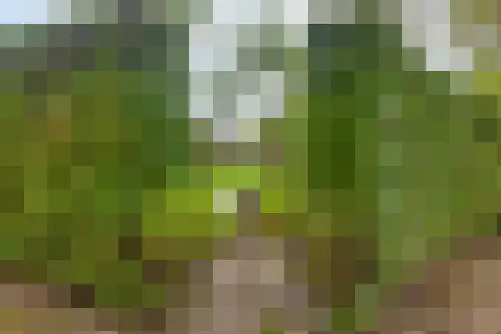 Elzen 4 Boekel thumbnail 72