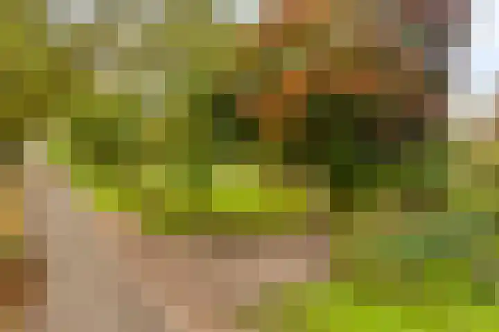 Elzen 4 Boekel thumbnail 77