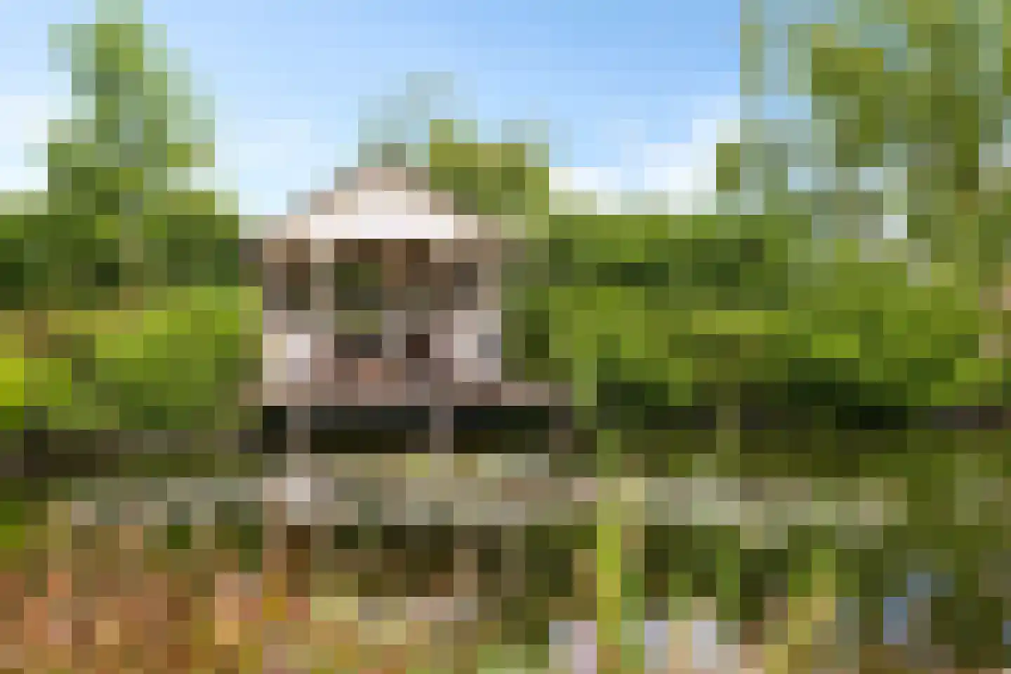 Elzenbosweg 20 Brummen thumbnail 56