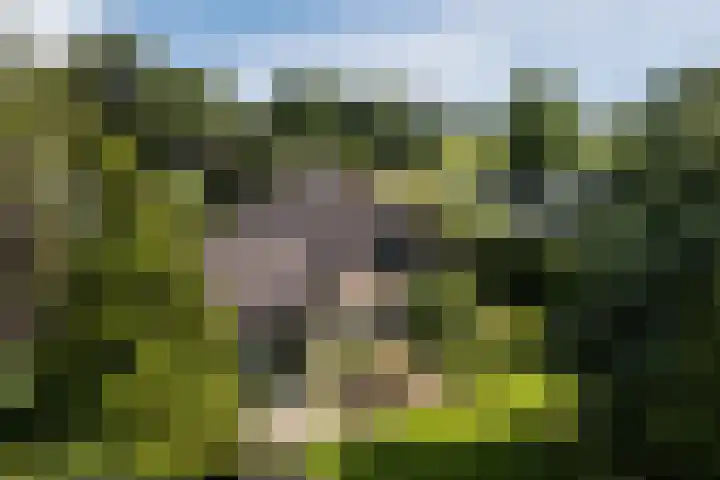 Elzencamp 6 Hoogeveen thumbnail 44