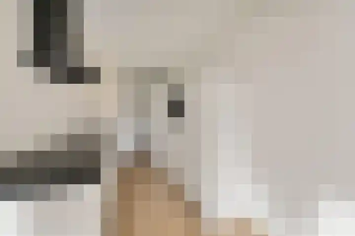 Elzendreef 123 Voorburg thumbnail 18