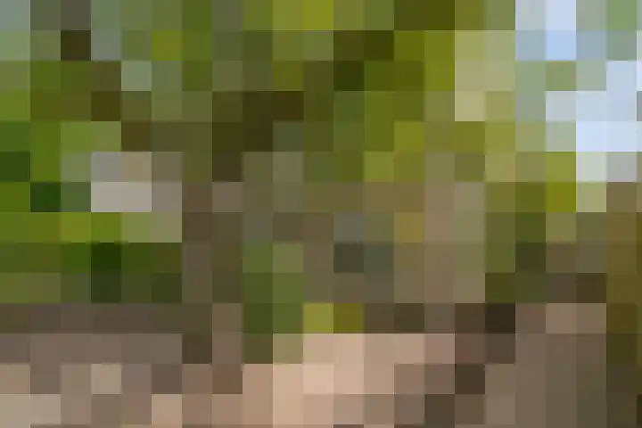 Elzendreef 2 Ulvenhout thumbnail 37