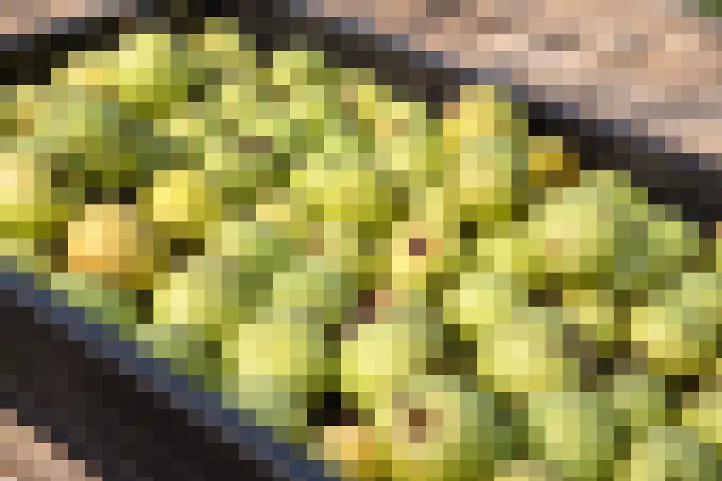 Elzendweg 29 Bergharen thumbnail 84