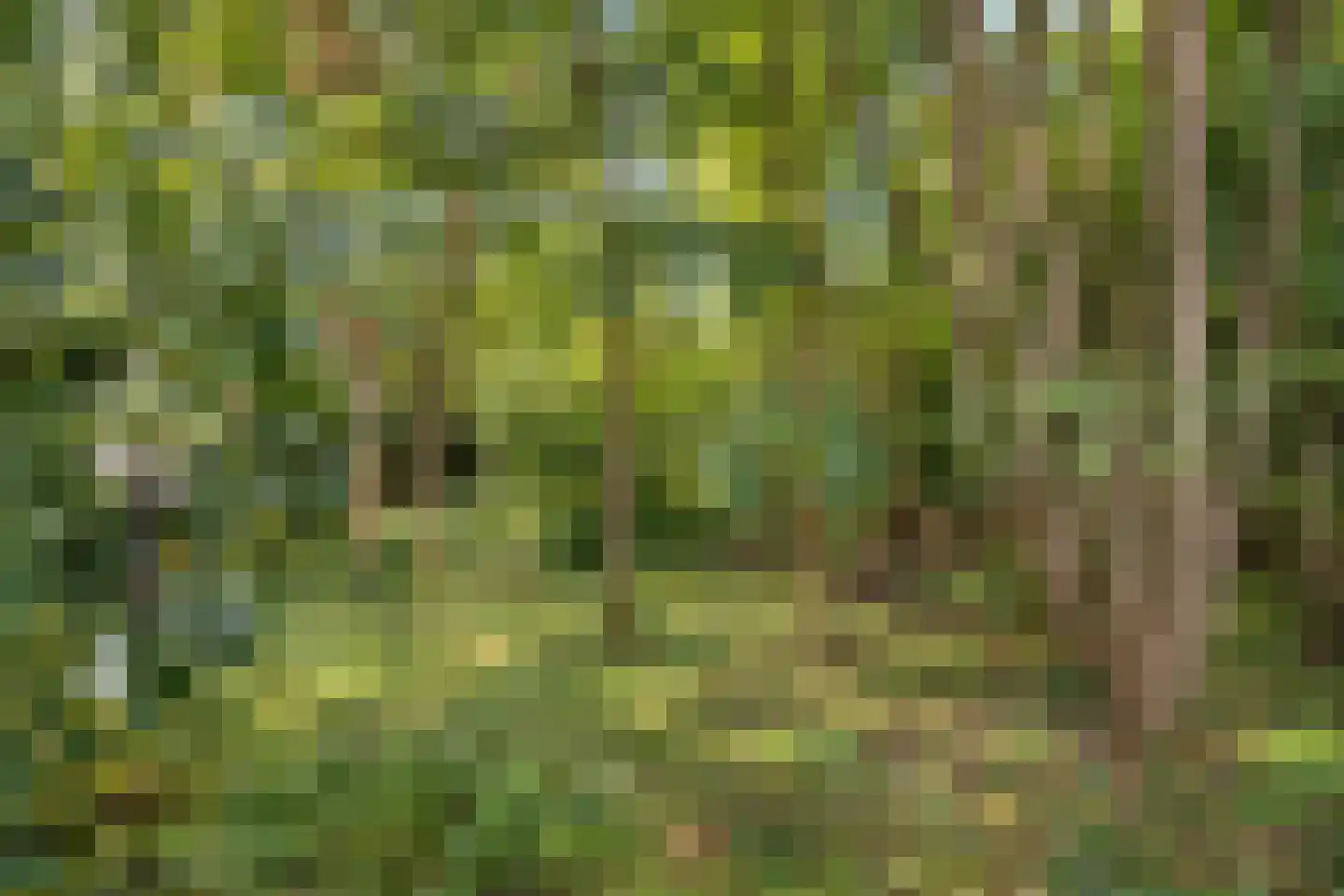 Elzendweg 29 Bergharen thumbnail 89