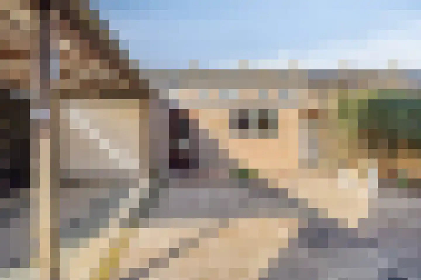Elzenhof 18 Gouderak thumbnail 31