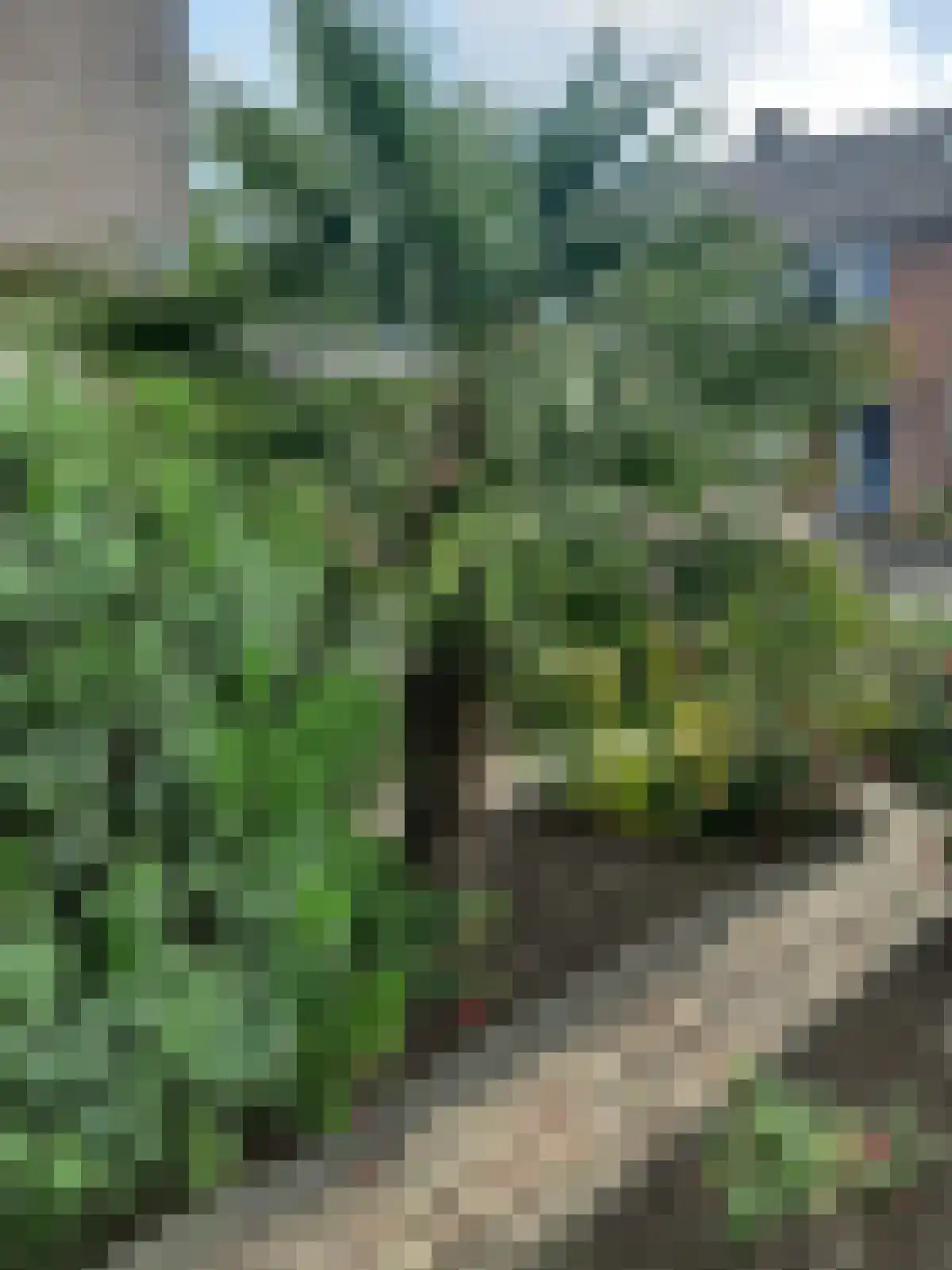 Elzenhof 18 Gouderak thumbnail 41