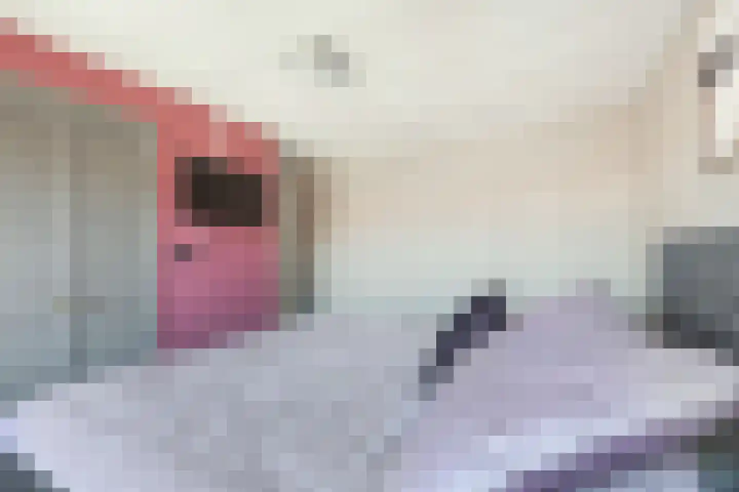 Elzenlaan 12 Sint Pancras thumbnail 24