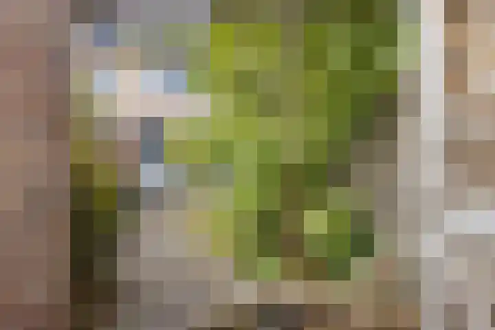 Elzenlaan 131 Groningen thumbnail 36
