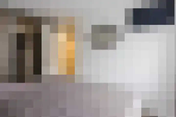 Elzenmos 4 Zwolle thumbnail 23