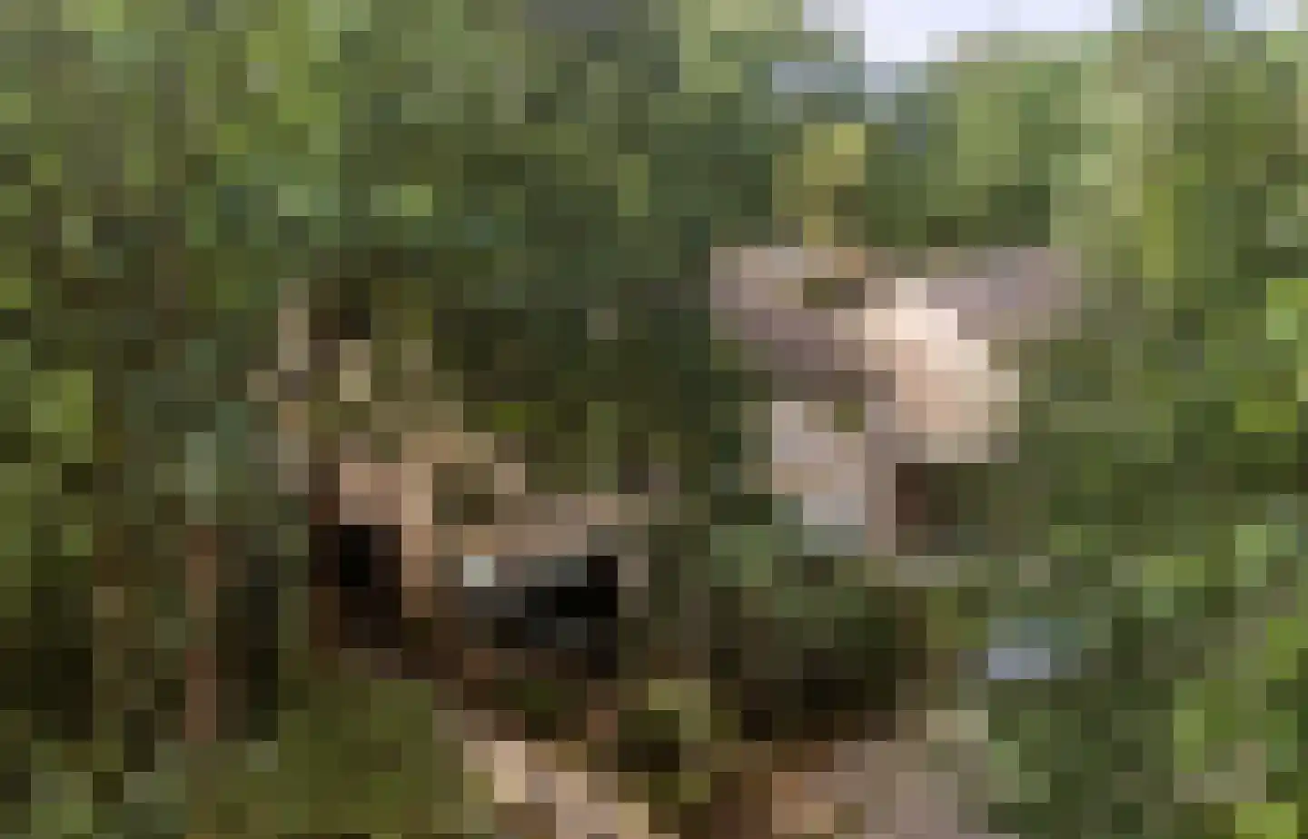 Elzenoord 1 Vaassen thumbnail 49