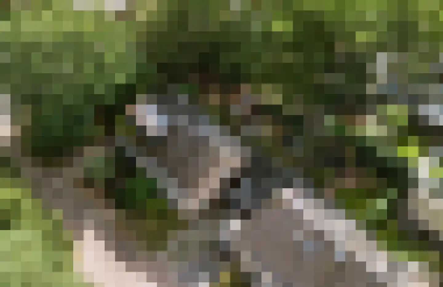 Elzenoord 1 Vaassen thumbnail 50
