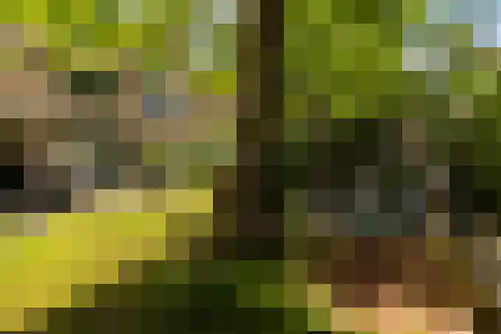 Elzenoord 15 Vaassen thumbnail 25