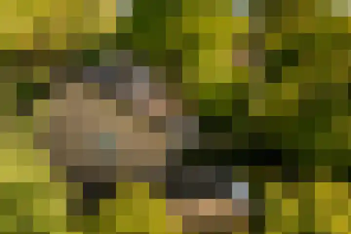 Elzenoord 15 Vaassen thumbnail 26
