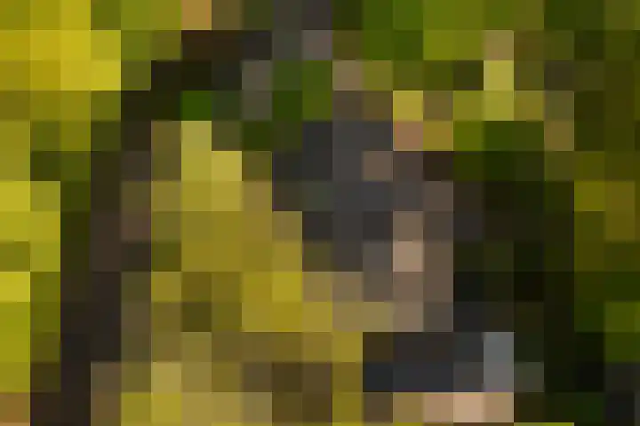 Elzenoord 15 Vaassen thumbnail 28