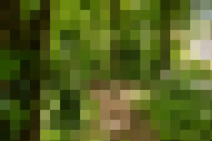 Elzenoord 15 Vaassen thumbnail 33