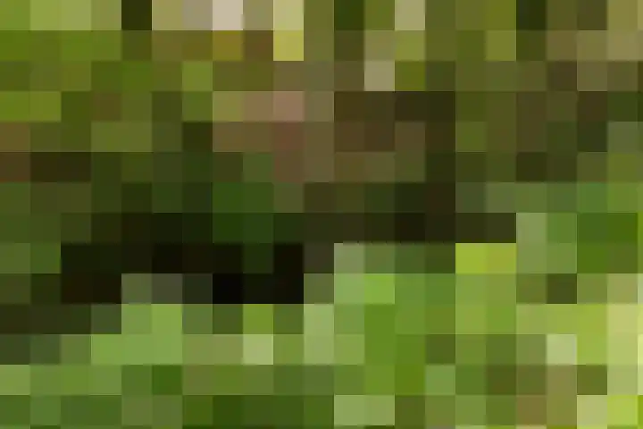 Elzenoord 15 Vaassen thumbnail 34