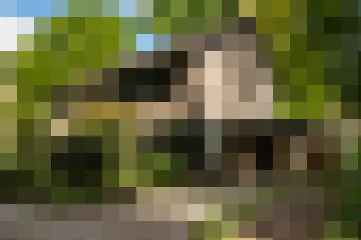 Elzenoord 15 Vaassen thumbnail 41