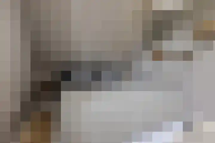 Elzenpad 7 Kessel thumbnail 26