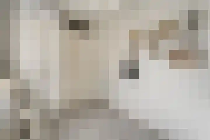 Elzenstraat 3 Zwolle thumbnail 22