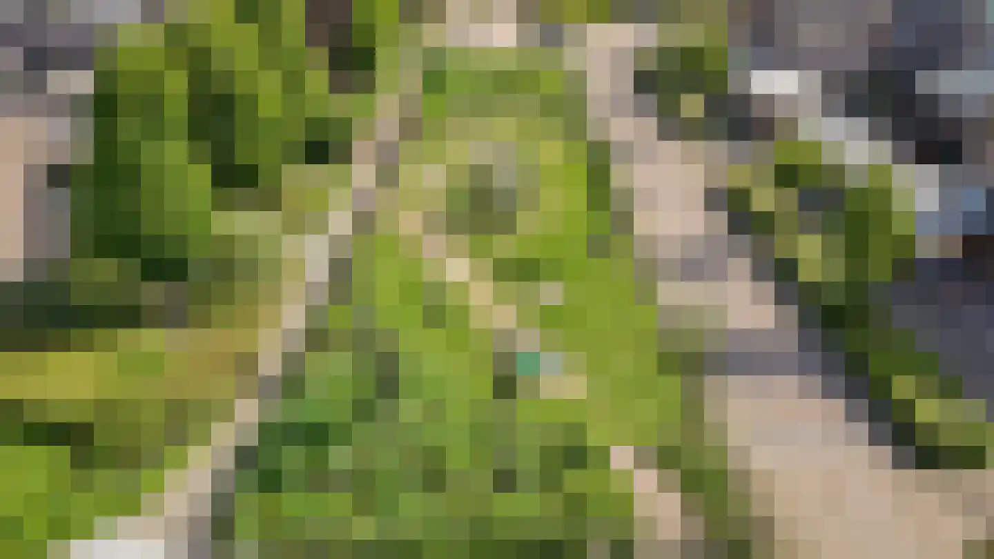 Elzenstraat 49 Brakel thumbnail 36