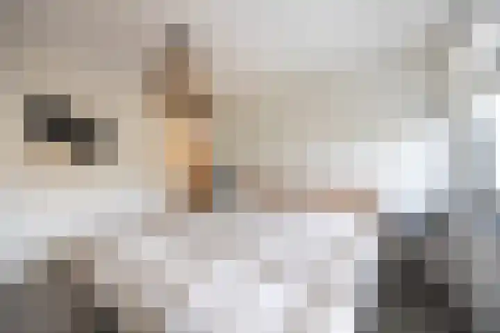 Elzent 22 Gemert thumbnail 13