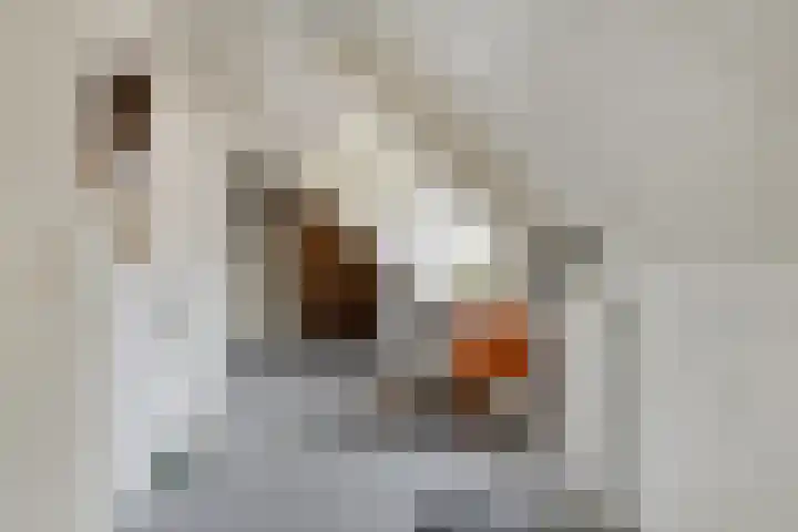 Elzent 22 Gemert thumbnail 27