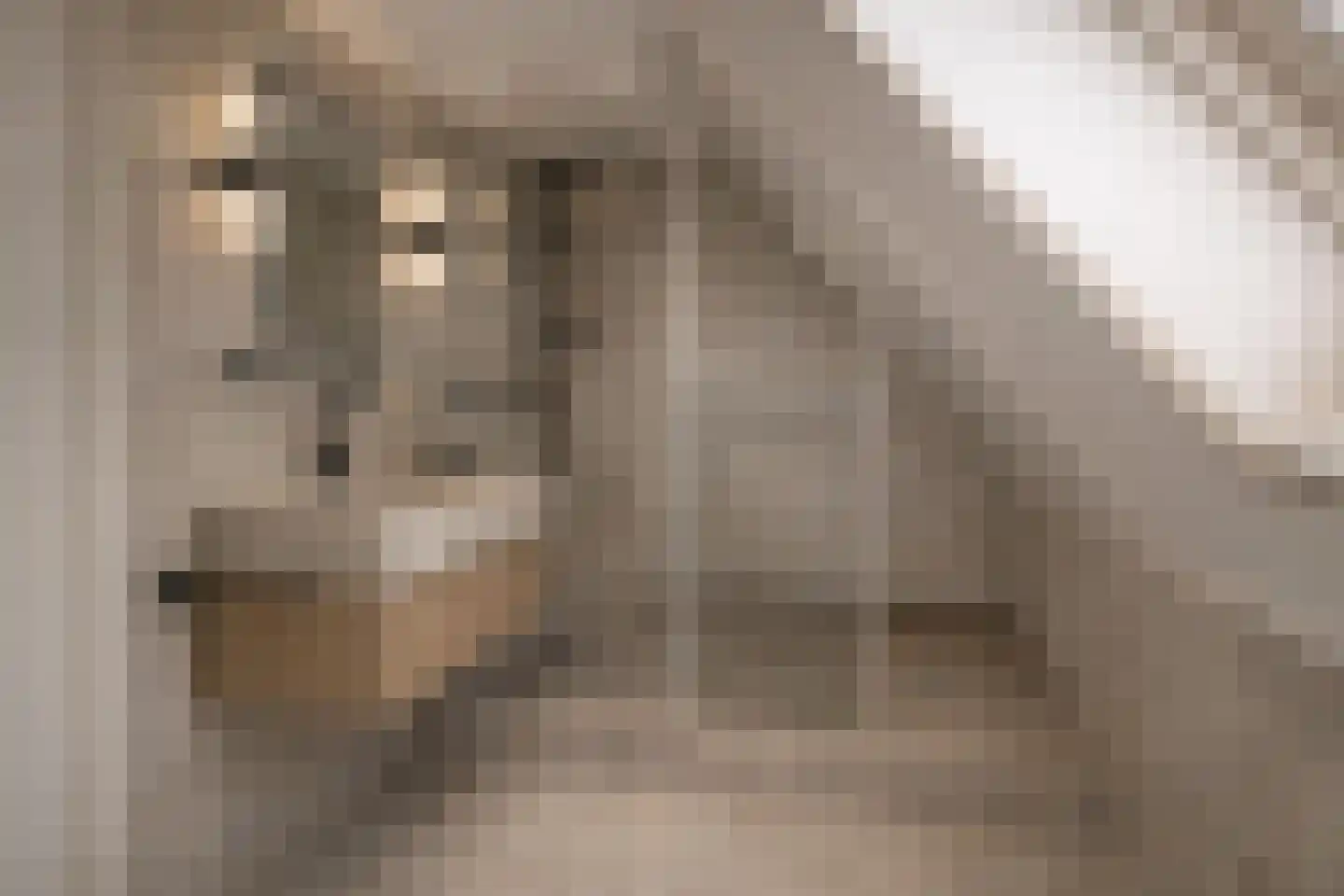 Elzent 34 Gemert thumbnail 37