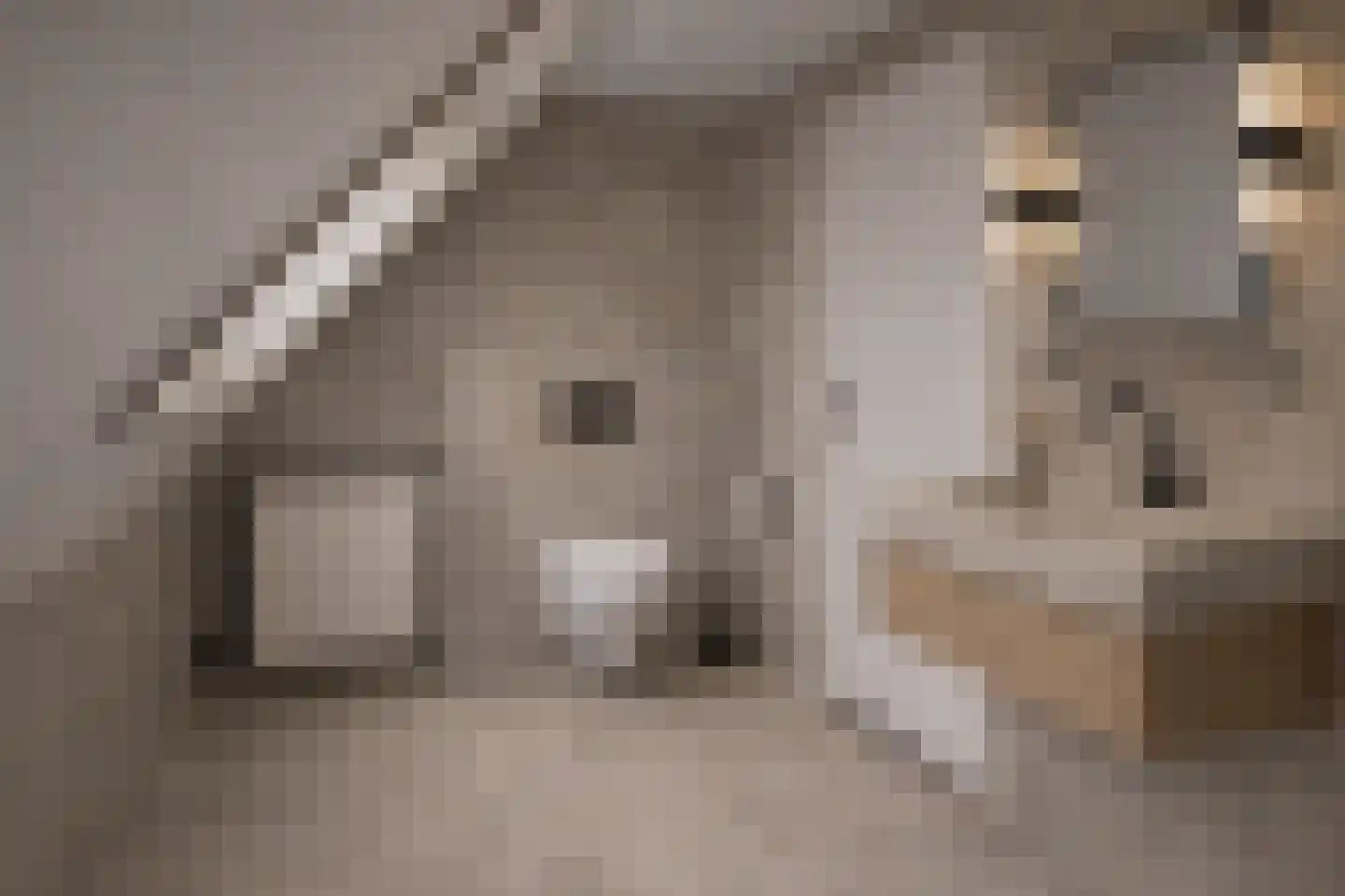Elzent 34 Gemert thumbnail 39