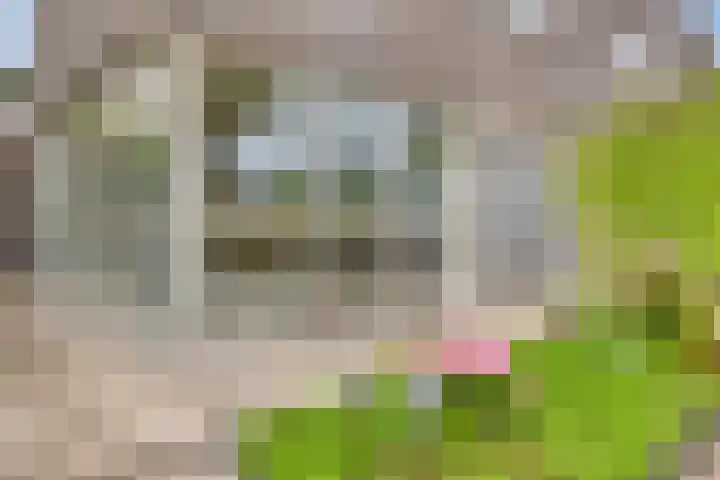 Elzent 39 Gemert thumbnail 23