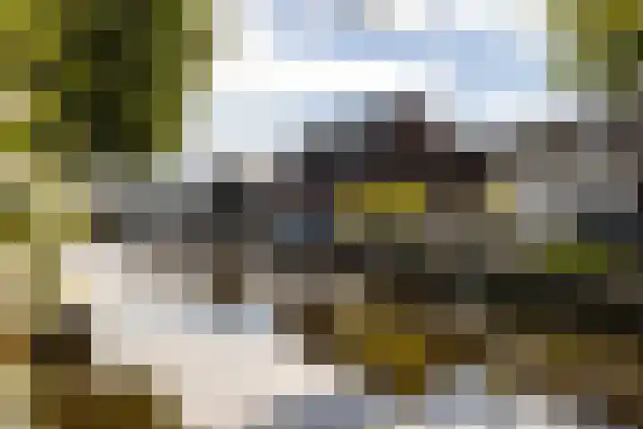 Elzenuil 11 Driebruggen thumbnail 16