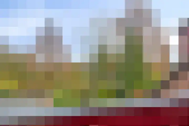 Elzepas 39 Elst thumbnail 26
