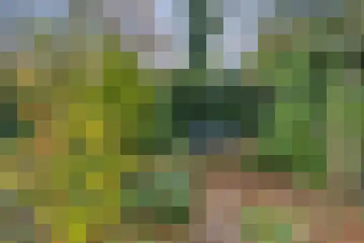 Elzepas 39 Elst thumbnail 41