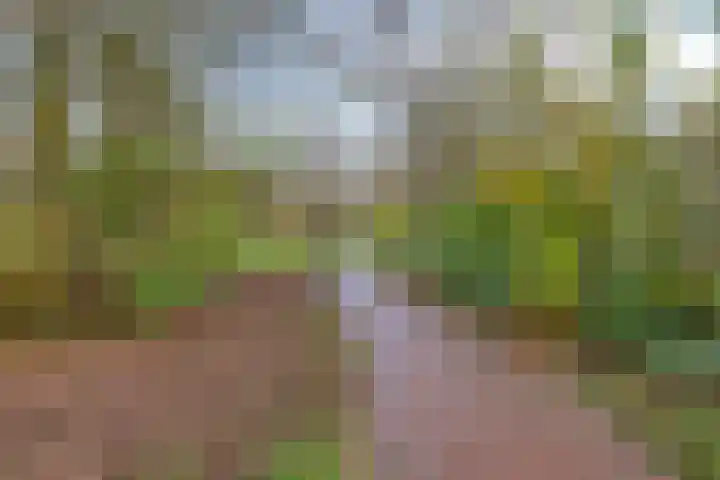 Elzepas 39 Elst thumbnail 42