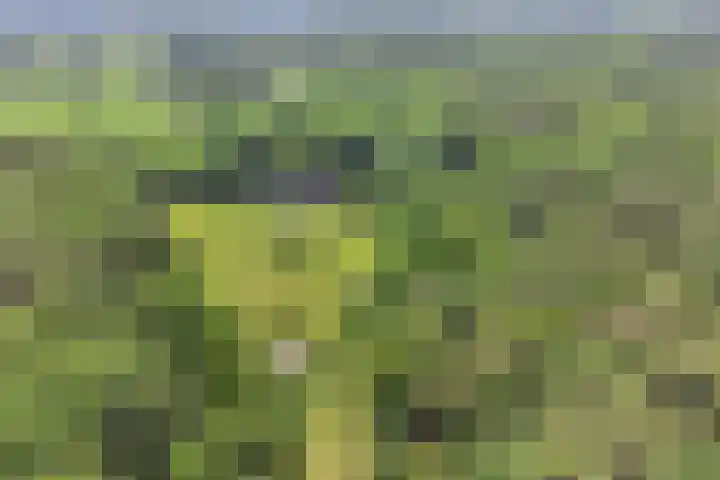 Elzerdijk 5 Joppe thumbnail 16