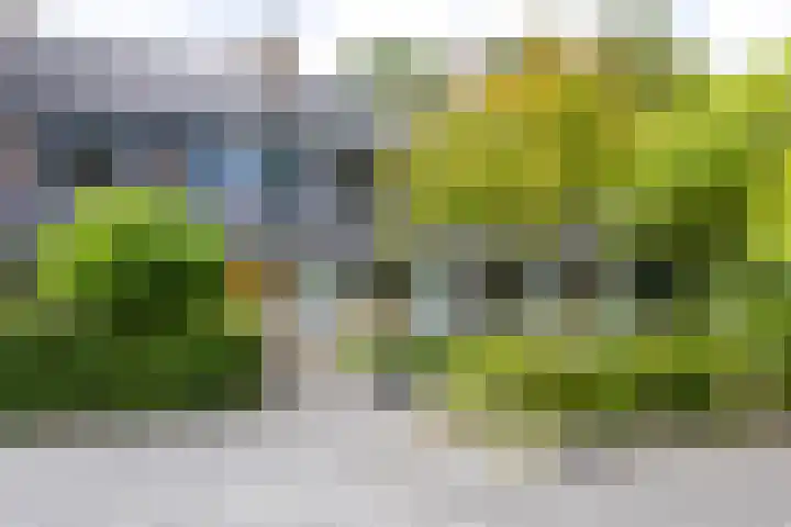 Emdaborg 5 Haren Gn thumbnail 5
