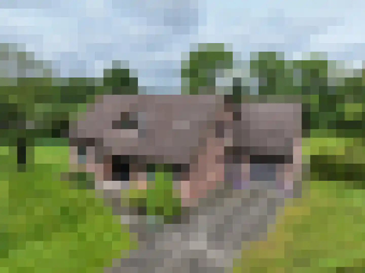 Emmabaan 59 Koewacht thumbnail 6