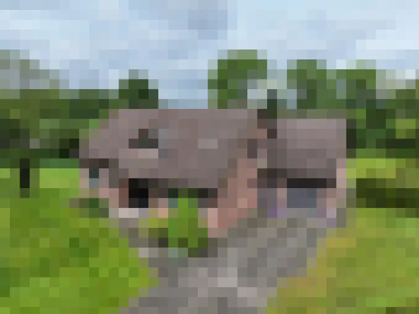 Emmabaan 59 Koewacht thumbnail 68