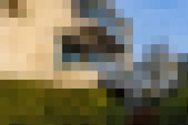 Emmalaan 24 Amersfoort thumbnail 38