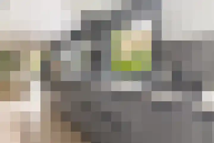 Emmalaan 25 Bergen (NH) thumbnail 15