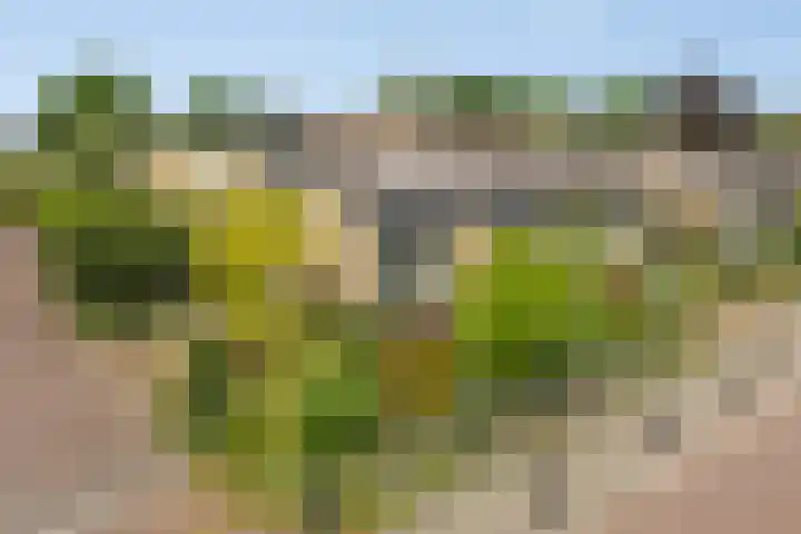 Emmalaan 39 Heerde thumbnail 38