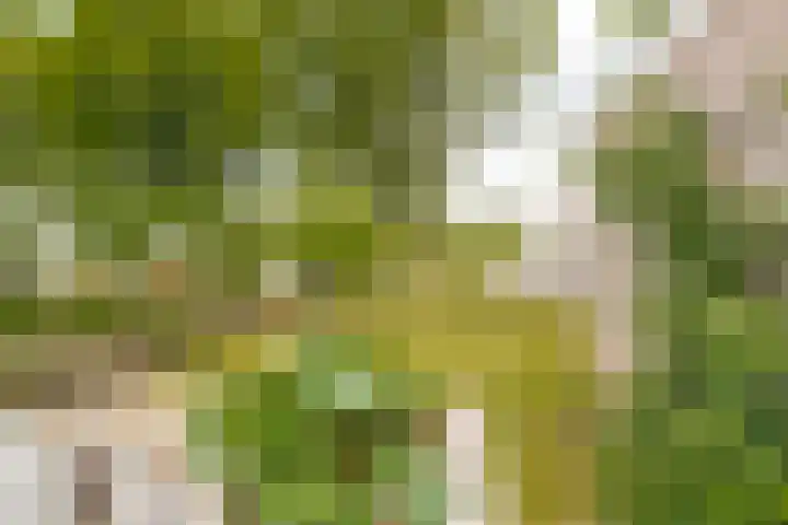 Emmastraat 2 Veen thumbnail 46