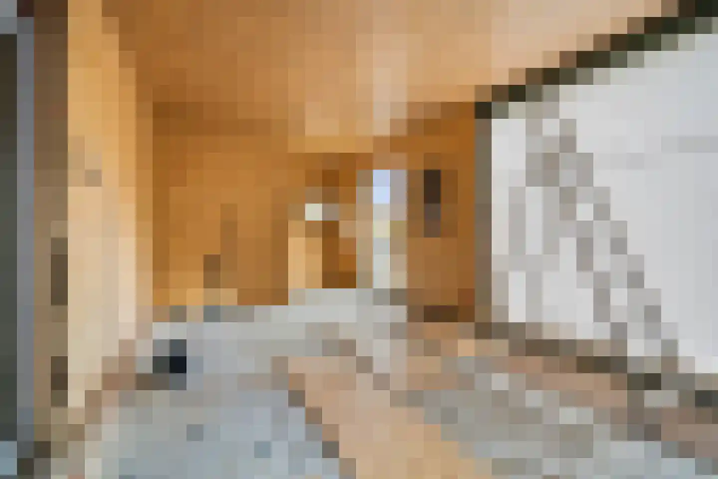Emmastraat 7 Wellerlooi thumbnail 8