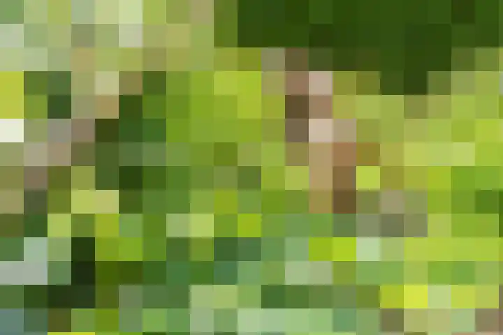 Emmerikseweg 21 Netterden thumbnail 45