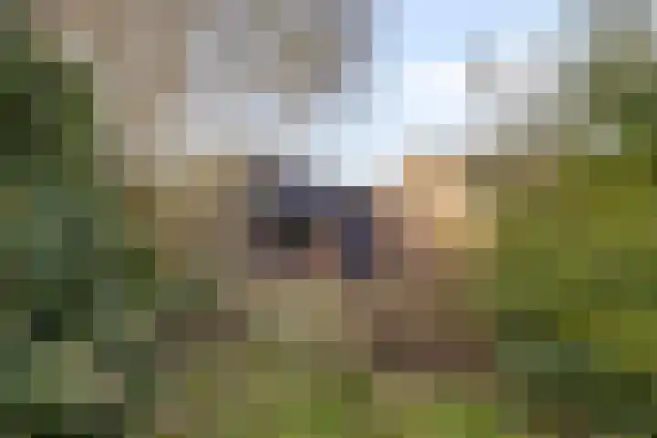 Emmerikseweg 50 Zutphen thumbnail 29