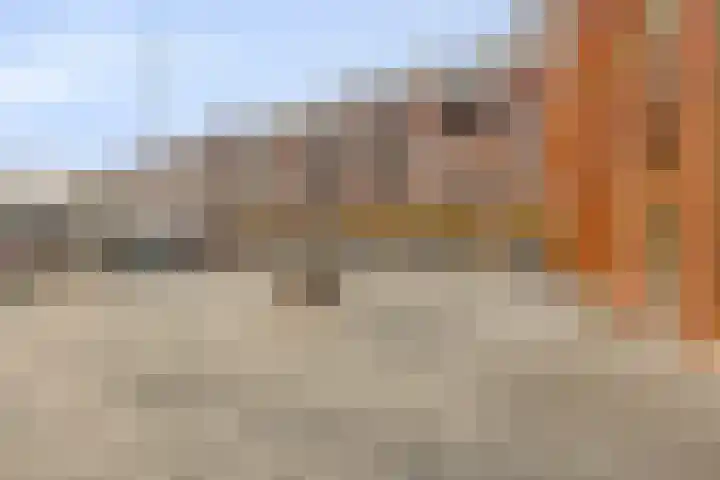 Emmerikseweg 50 Zutphen thumbnail 34