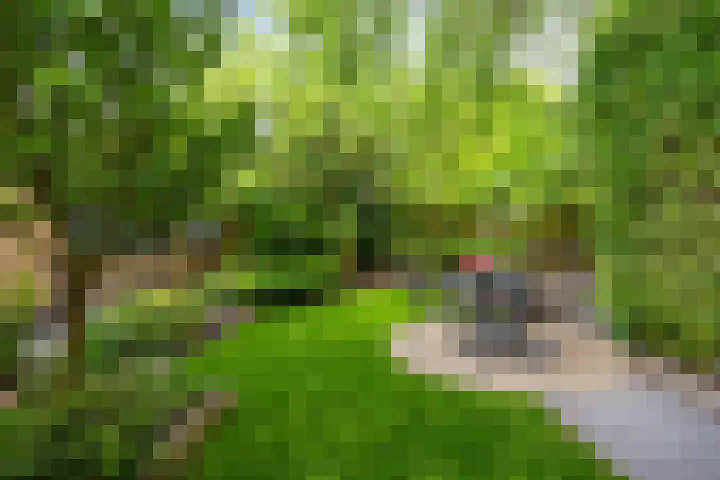 Endeldijk 36 Honselersdijk thumbnail 45