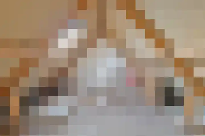 Engelakker 18 Warmenhuizen thumbnail 20