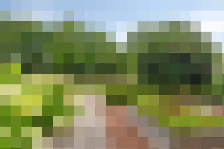 Engelbeemd 37 Herpen thumbnail 35