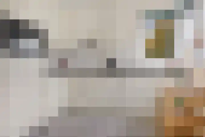 Engelenboom 2 Horn thumbnail 10