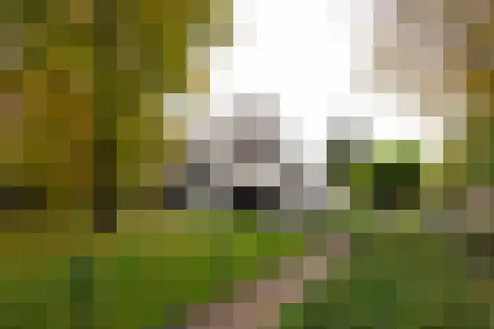 Engelenburgerlaan 27 Brummen thumbnail 56